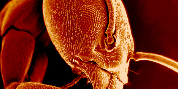 Ant magnified 70x